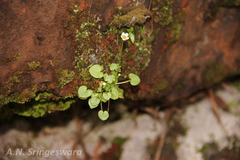 Parnassia mysorensis